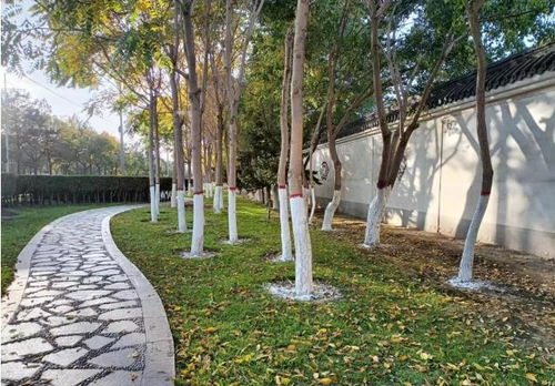 市林草局園林綠化大隊有序開展樹木涂白工作 筑牢冬季綠化養(yǎng)護(hù)“防護(hù)墻”