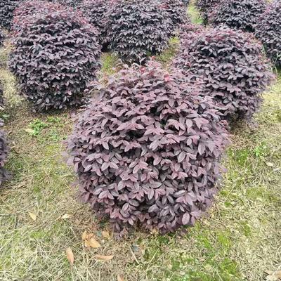 紅花繼木球價格與批發(fā)指南 沭陽誠盛園林助力綠化工程高效落地